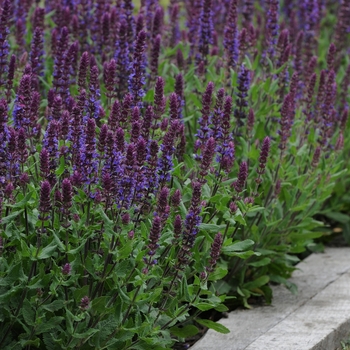 Salvia nemorosa (Meadow Sage) - Lyrical&trade; 'Blues'