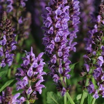 Salvia nemorosa (Meadow Sage) - Lyrical&trade; 'Silver Tone'