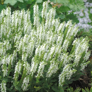 Salvia nemorosa (Meadow Sage) - Lyrical&trade; 'White'