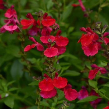 Salvia greggii (Sage) - Mirage&trade; 'Cherry Red'