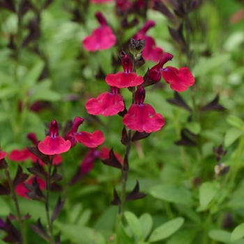 Salvia greggii (Sage) - Mirage&trade; 'Burgundy'