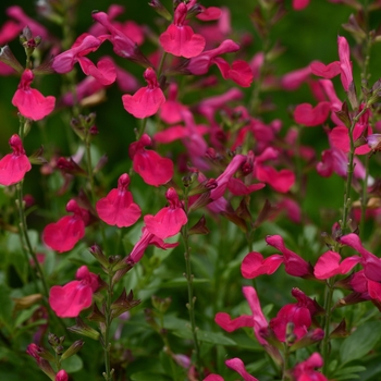 Salvia greggii (Sage) - Mirage&trade; 'Hot Pink'