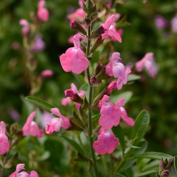 Salvia greggii (Sage) - Mirage&trade; 'Pink'