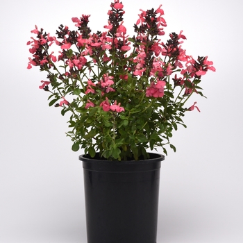 Salvia greggii (Sage) - Mirage&trade; 'Salmon'