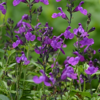 Salvia greggii (Sage) - Mirage&trade; 'Violet'