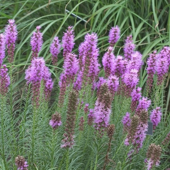 Liatris spicata - 'Floristan Violet' Gayfeather