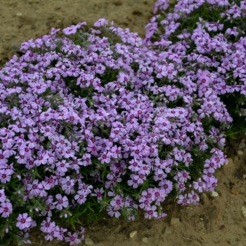 Phlox subulata - 'Eye Candy' Creeping Phlox