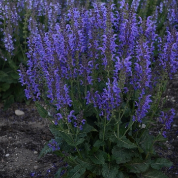Salvia (Perennial Salvia) - Color Spires&reg; 'Indiglo Girl'
