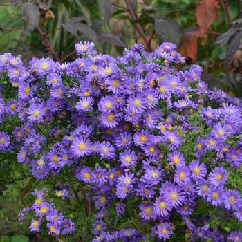 Aster - Kickin&reg; 'Lilac Blue'
