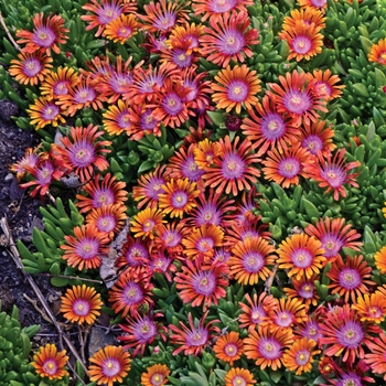 Delosperma - 'Fire Spinner&reg;' Ice Plant
