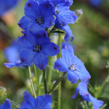 Delphinium grandiflorum - 'Diamond Blue' Larkspur