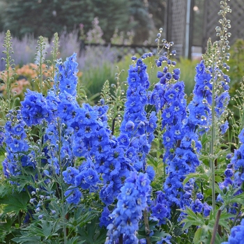 Delphinium elatum (Larkspur) - New Millennium&trade; 'Cobalt Blue'