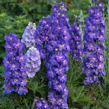 Delphinium elatum (Larkspur) - New Millennium&trade; 'Stars'