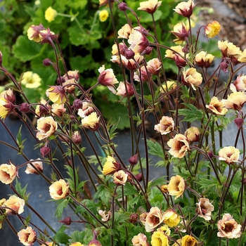 Geum - Tempo&trade; Yellow
