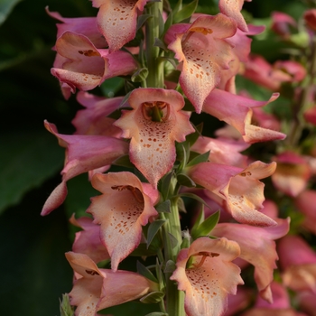 Digitalis (Foxglove) - Foxlight&trade; 'Rose Ivory'
