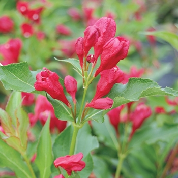 Weigela florida - Sonic Bloom&reg; 'Red'