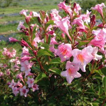 Weigela florida - Sonic Bloom&reg; 'Pure Pink'