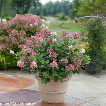 Hydrangea paniculata - 'Little Quick Fire&reg;' Panicle Hydrangea