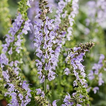 Salvia nemorosa (Meadow Sage) - Color Spires&reg; 'Crystal Blue'