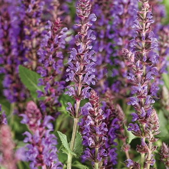 Salvia nemorosa - Color Spires&reg; 'Violet Riot'