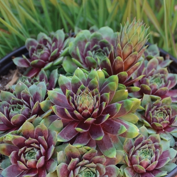 Sempervivum (Hen and Chicks) - Chick Charms&reg; 'Ruby Heart'