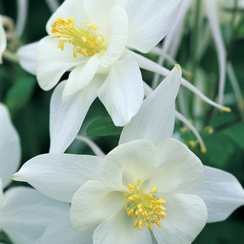 Aquilegia caerulea (Columbine) - Origami&trade; 'White'