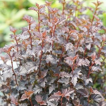 Physocarpus opulifolius (Ninebark) - Summer Wine&reg; Black