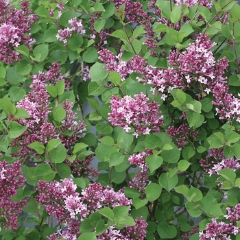 Syringa (Reblooming Lilac) - Bloomerang&reg; 'Dwarf Purple'