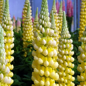 Lupinus polyphyllus (Lupine) - Westcountry&trade; 'Desert Sun'