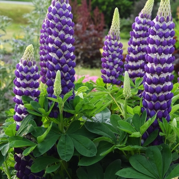 Lupinus polyphyllus (Lupine) - Westcountry&trade; 'Blacksmith'