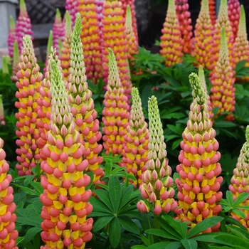 Lupinus polyphyllus (Lupine) - Westcountry&trade; 'Gladiator'
