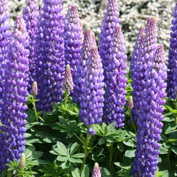 Lupinus polyphyllus (Lupine) - Westcountry&trade; 'Persian Slipper'