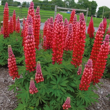 Lupinus polyphyllus (Lupine) - Westcountry&trade; 'Red Rum'