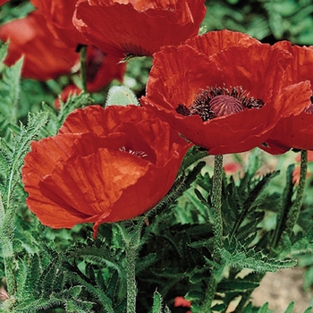 Papaver orientale - 'Beauty of Livermere' Oriental Poppy