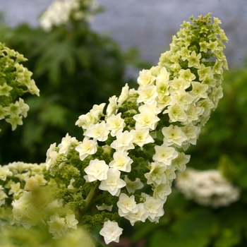 Hydrangea quercifolia - 'Gatsby Star&reg;' Oakleaf Hydrangea