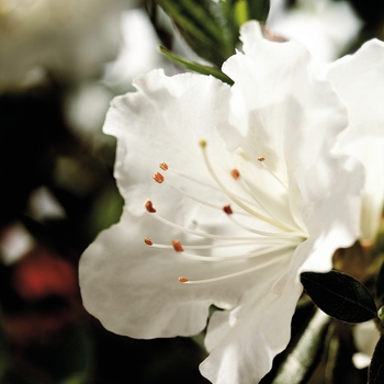 Rhododendron (Azalea) - Encore&reg; 'Autumn Angel&reg;'