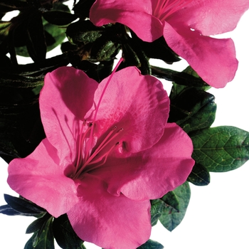 Rhododendron (Azalea) - Encore&reg; 'Autumn Carnival&reg;'