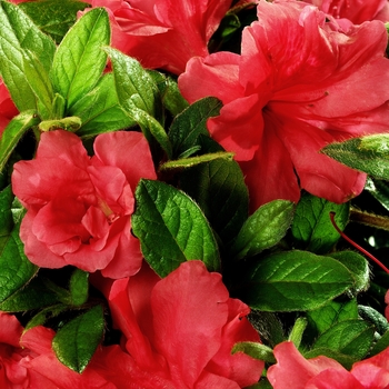 Rhododendron (Azalea) - Encore&reg; 'Autumn Monarch&trade;'