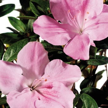 Rhododendron (Azalea) - Encore&reg; 'Autumn Sweetheart&reg;'