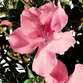 Rhododendron (Azalea) - Encore&reg; 'Autumn Debutante&reg;'