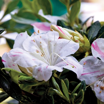 Rhododendron (Azalea) - Encore&reg; 'Autumn Starlite&reg;'