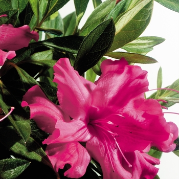Rhododendron (Azalea) - Encore&reg; 'Autumn Sundance&trade;'