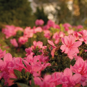 Rhododendron (Azalea) - Encore&reg; 'Autumn Empress&trade;'