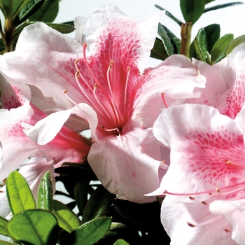 Rhododendron (Azalea) - Encore&reg; 'Autumn Chiffon&trade;'