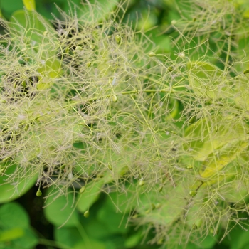 Cotinus coggygria - 'Winecraft Gold&reg;' Smokebush