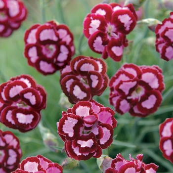 Dianthus (Pinks) - Fruit Punch&reg; 'Apple Slice'