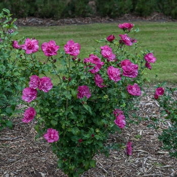 Hibiscus syriacus - 'Magenta Chiffon&reg;' Rose of Sharon