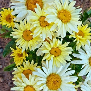 Leucanthemum x superbum (Shasta Daisy) - Amazing Daisies&reg; 'Banana Cream'