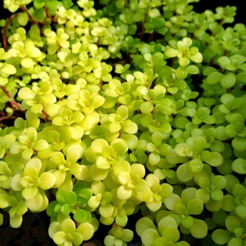 Sedum makinoi - 'Ogon' Golden Japanese Stonecrop