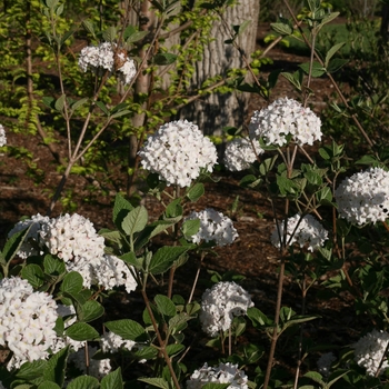 Viburnum carlesii - 'Spice Baby&trade;' Koreanspice Viburnum